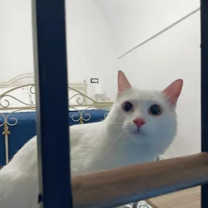 Feriehus The White Cat, Napoli